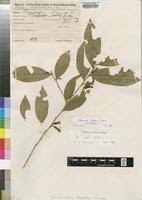 Image result for Carpolobia goetzei