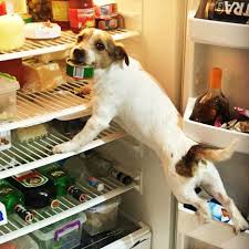 5 922 Likes 446 Comments Jack Russell Moments Jackrussellmoments On Instagram Check The Link In Ja Jack Russell Jack Russell Terrier Jack Russell Dogs