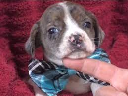 Check spelling or type a new query. Healthy Pups Miniature Beabull Puppies