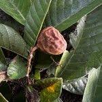 Image result for Eriocoelum