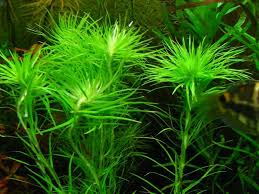 Image result for Syngonanthus robinsonii