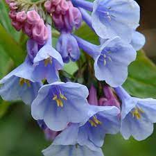 Virginia Bluebell Bulbs Etsy In 2020 Virginia Bluebells Bluebells Flowers