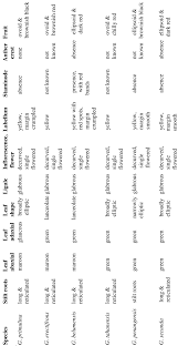 Image result for Siphonochilus parvus