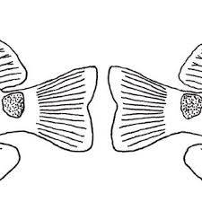 Keep in mind that the rock beauty angelfish is often sold at a very small size. Coverage Reported Here Of The Speciose Fish Families Listed By Floeter Download Table