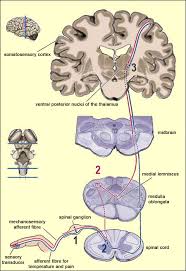 Image result for lissauer tract | motor neuron, central. The Brain From Top To Bottom