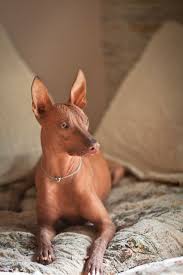 photo farra peruvian hairless dog sonderwol ohotnichi sobaki lyubiteli sobak kotopes