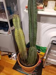 My Cactus Is Turning Yellow Imgur