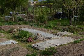 Schreibt uns über ihre erfahrungen mit gartenvlies: Mit Vlies Gegen Den Frost So Schutzt Man Die Pflanzen Im Garten