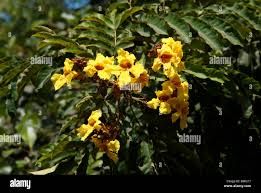 Image result for Markhamia obtusifolia