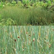 Image result for Scleria bambariensis