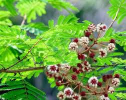 Image result for Acacia erioloba