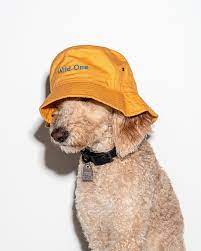 Dog Bucket Hat Mango One Size Limited Edition 100 Organic Cotton Wild One In 2021 Dog Cat Pictures Dog Hat Pet Photography Studio
