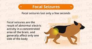 What Causes A Focal Seizure In Dogs