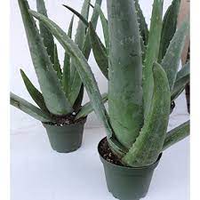 Aloe vera, aloe africana, aloe arborescens, aloe barbadensis. Hot Selling Pokok Giant Aloe Vera Usa Variety Import Size Jumbo Boleh Makan Shopee Malaysia