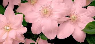 Clematis The Queen Of Vines