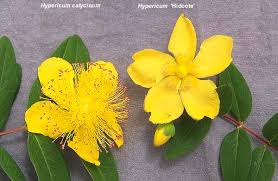 Image result for Hypericum humbertii