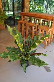 Anthurium Plowmanii Wave Of Love In 2020 Tropical House Plants Anthurium Anthurium Plant
