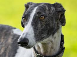 Der greyhound ist für viele menschen der inbegriff des windhundes: Greyhound Alle Infos Und Tipps Zur Rasse