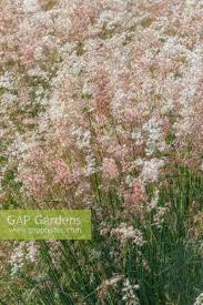 Image result for Melinis minutiflora