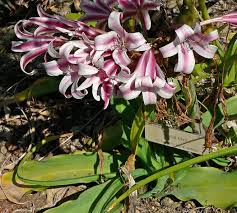 Image result for Crinum harmsii