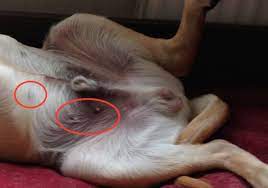 Ask Barkpost Anything Why Do Male Dogs Have Nipples Bark Post