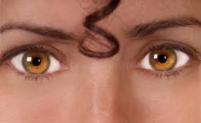 To understand the amber eye color, it may help to understand how eye color is determined in the first place. 101 Amber Eyes Woman Photos Free Royalty Free Stock Photos From Dreamstime