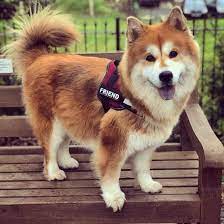 Are Golden Retriever Chow Mix Dogs Aggressive K9 Web