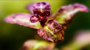 Image result for Ludwigia senegalensis