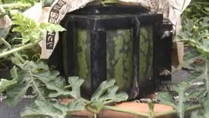 Square watermelons are the product of some meticulous growing techniques. Square Watermelon Growing In Popularity