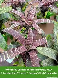 Bromeliads are epiphytic plants that grow on trees or logs instead of in soil. Why Is My Bromeliad Plant Turning Brown Looking Sick