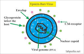 About the epstein barr virus. Epstein Barr Virus Ebv Infectious Mononucleosis Labpedia Net