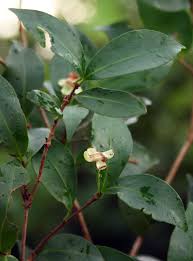 Image result for Eugenia aschersoniana