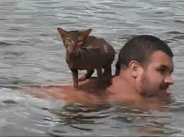 Don't actually make it deep enough to swim in, just a. 10 Cat Breeds That Actually Like Swimming As Told In Gifs