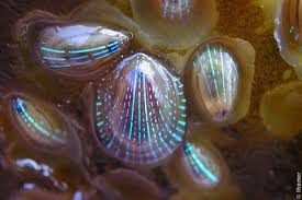 The Blue Rayed Limpet Looks Like A Butterfly But Stomps Like A Bee Featured Creature Map Turtle Limpet Sea Creatures