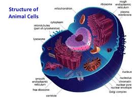 Check spelling or type a new query. Animal Cell Structure Anatomy