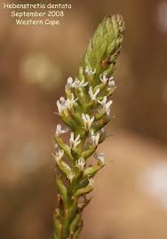 Image result for Hebenstretia dentata