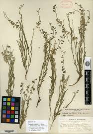 Image result for Polygala senensis