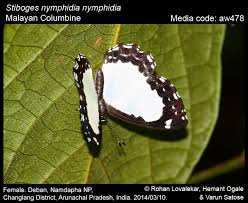 Image result for Nicolasia stenoptera