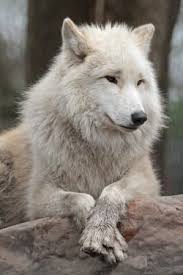 the enchanted cove lobo artico animais lindos wolf love