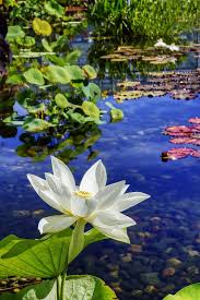 Down On The Pond Water Lilies Beautiful Flowers Amazing Flowers