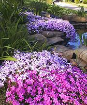 Woodland phlox (phlox divaricata), an herbaceous perennial, is native to eastern north america. Phlox Garden Phlox Creeping Phlox Woodland Phlox