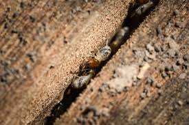 Whether it's a small ant infestation to a large hornets nest, antworks will do an exceptional job of removing the problem. Cal Valley Termite Sutter Yuba City Ca Wood Destroying Organism Control