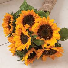 Sonja Sunflower Seed Johnny S Selected Seeds Flower Farm Sunflower Seeds Flower Seeds