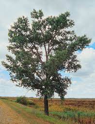 Maybe you would like to learn more about one of these? Wyoming State Tree Cottonwood Tree Populus Sargentii From Netstate Com