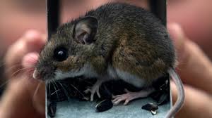 Hantavirus pulmonary syndrome ( hps) is a severe respiratory illness that can be deadly. Michigan S First Case Of Human Hantavirus Detected In Washtenaw County