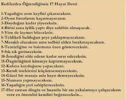 kedilerin miyavlama anlamlari kedi hayvanlari blog