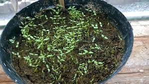 How To Grow Celery From Seeds Growing Celery Celery Plant Winter Vegetables Gardening