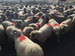 Maybe you would like to learn more about one of these? Vand Turma Oi Turcane Cluj Napoca Afaceridevis Ro Vinzi Rapid Èi Cumperi Ieftin