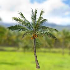 Image result for Cocos nucifera