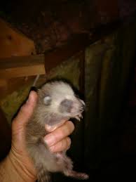 We did not find results for: How Long Does It Take To Get Rid Of Raccoons Wildlife Company Llc
